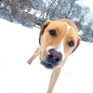 Meet your Posher, Annabelle